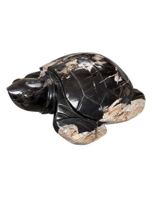 Large Petrified Wood Turtle