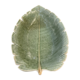 medium green leaf plate