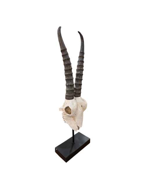 Tall long horn skull on stand