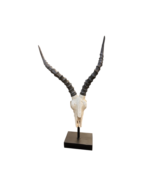 wavy horn skull on stand