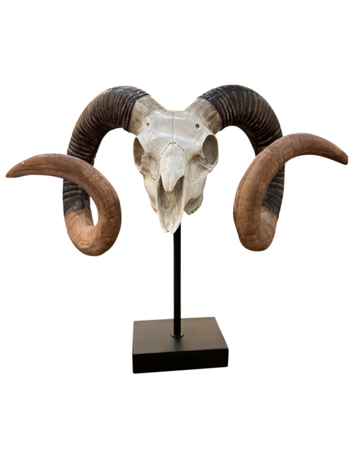 ram skull on stand