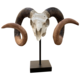 ram skull on stand