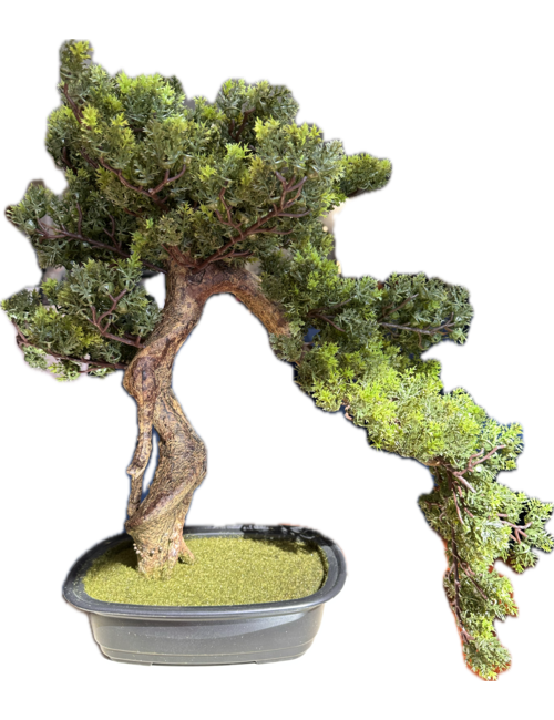 55cmh spriggy bonsai