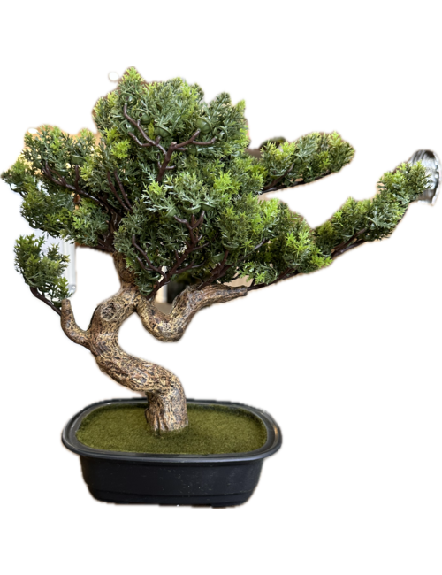 45cmh spriggy bonsai