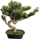 45cmh spriggy bonsai