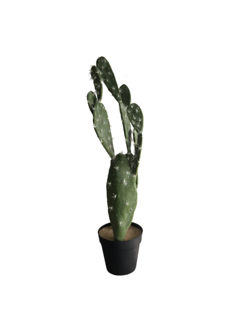 FLAT CACTUS