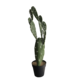 FLAT CACTUS