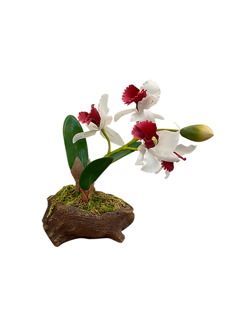 SMALL SINGLE STEM WHITE-PINK CENTRE  ORCHID ON ROCK BASE 2