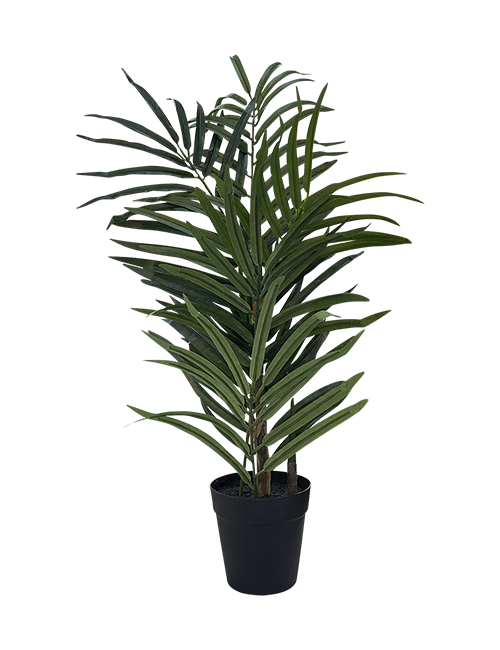 60CMH ROBELLINI POTTED PALM