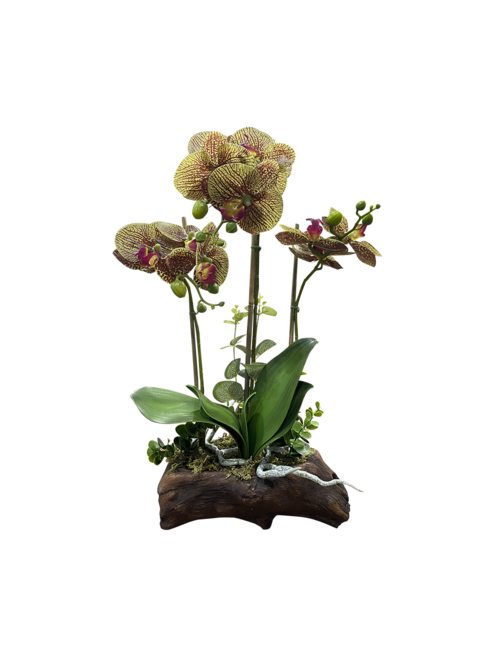 3 Stem Tiger Orchid On Branch