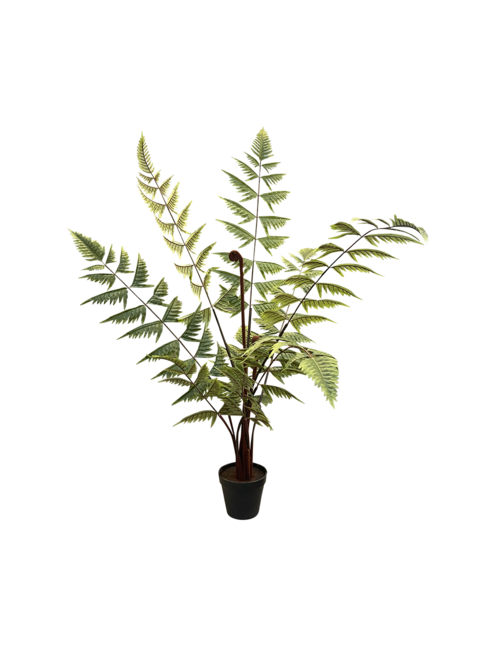 90Cm Potted Butterfly Fern