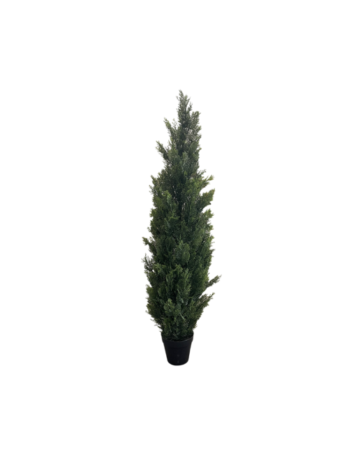 150Cmh Cedar Topiary