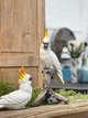 RESIN COCKATOO ON BRANCH