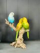 3 BUDGIES ON BRANCH